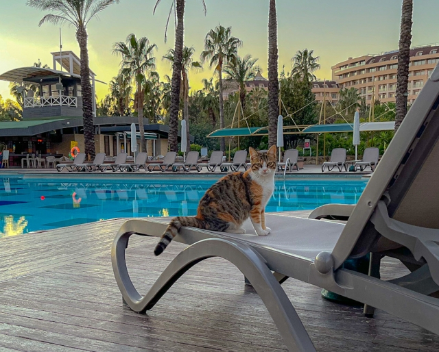 プールサイドの猫ちゃんのイメージ