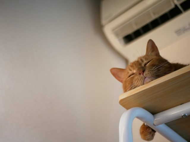エアコン　猫
