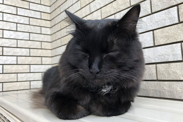 室外機の天板で香箱座りをする長毛の黒猫