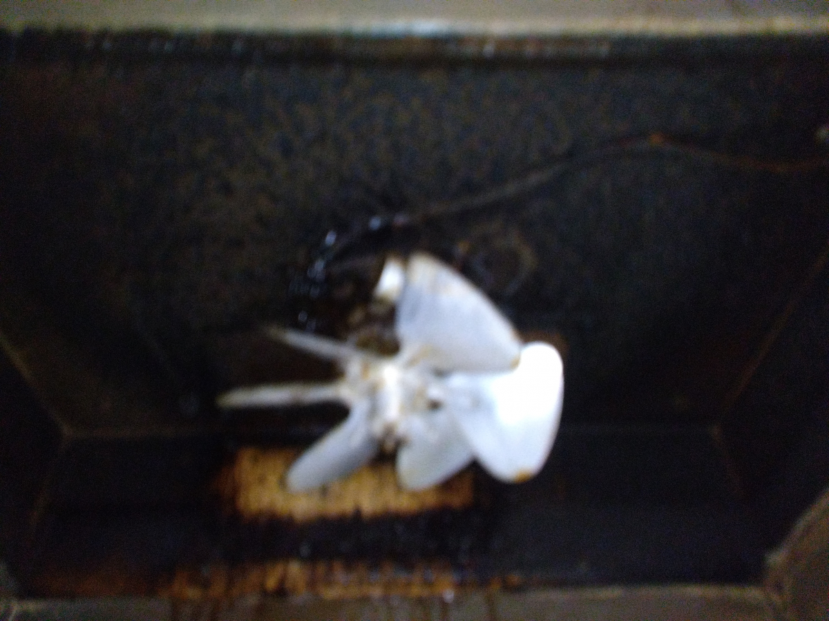 鹿児島県鹿児島市のレンジフードクリーニングの作業前2