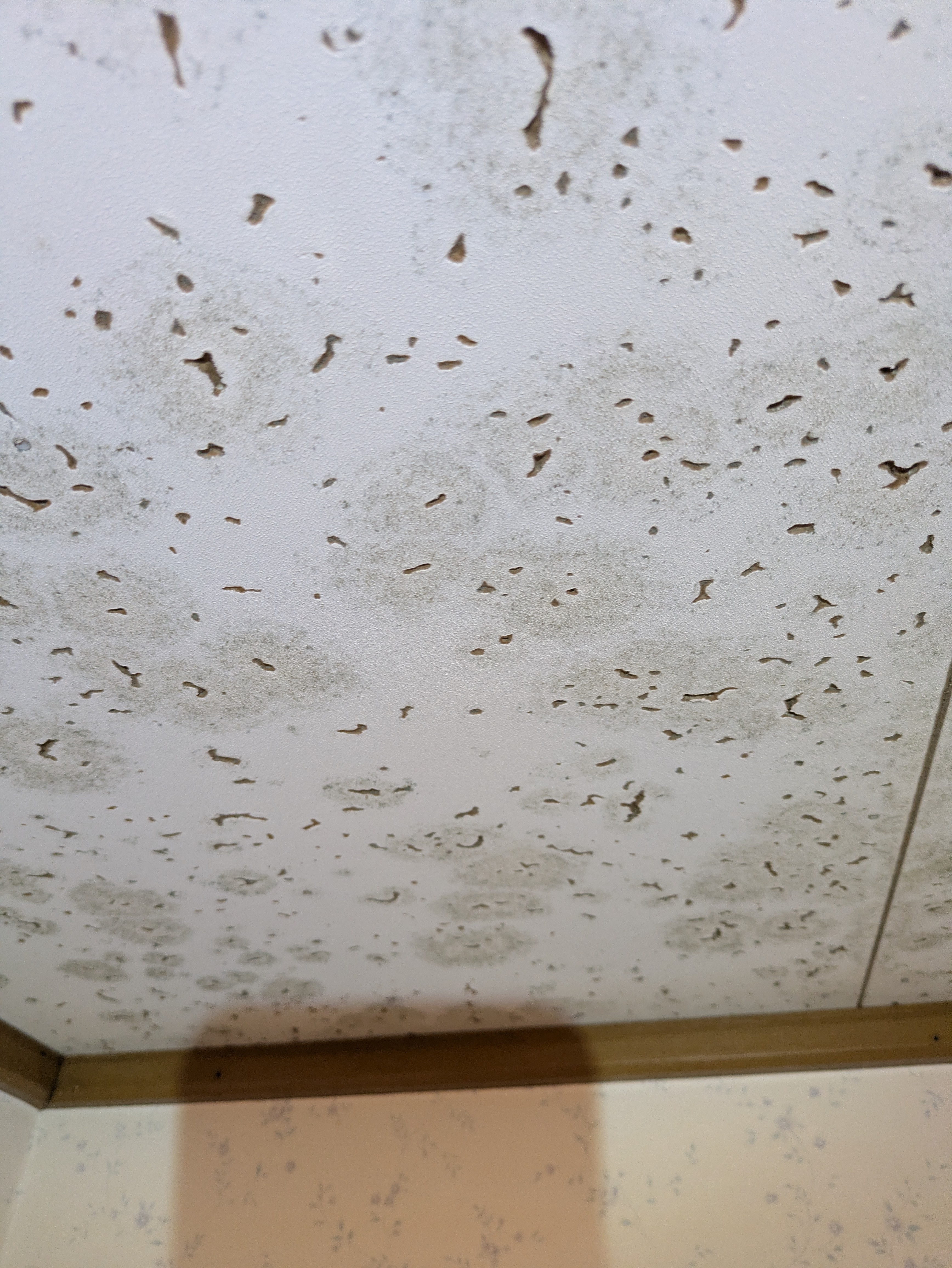 埼玉県さいたま市岩槻区裏慈恩寺のトイレクリーニングの作業前1