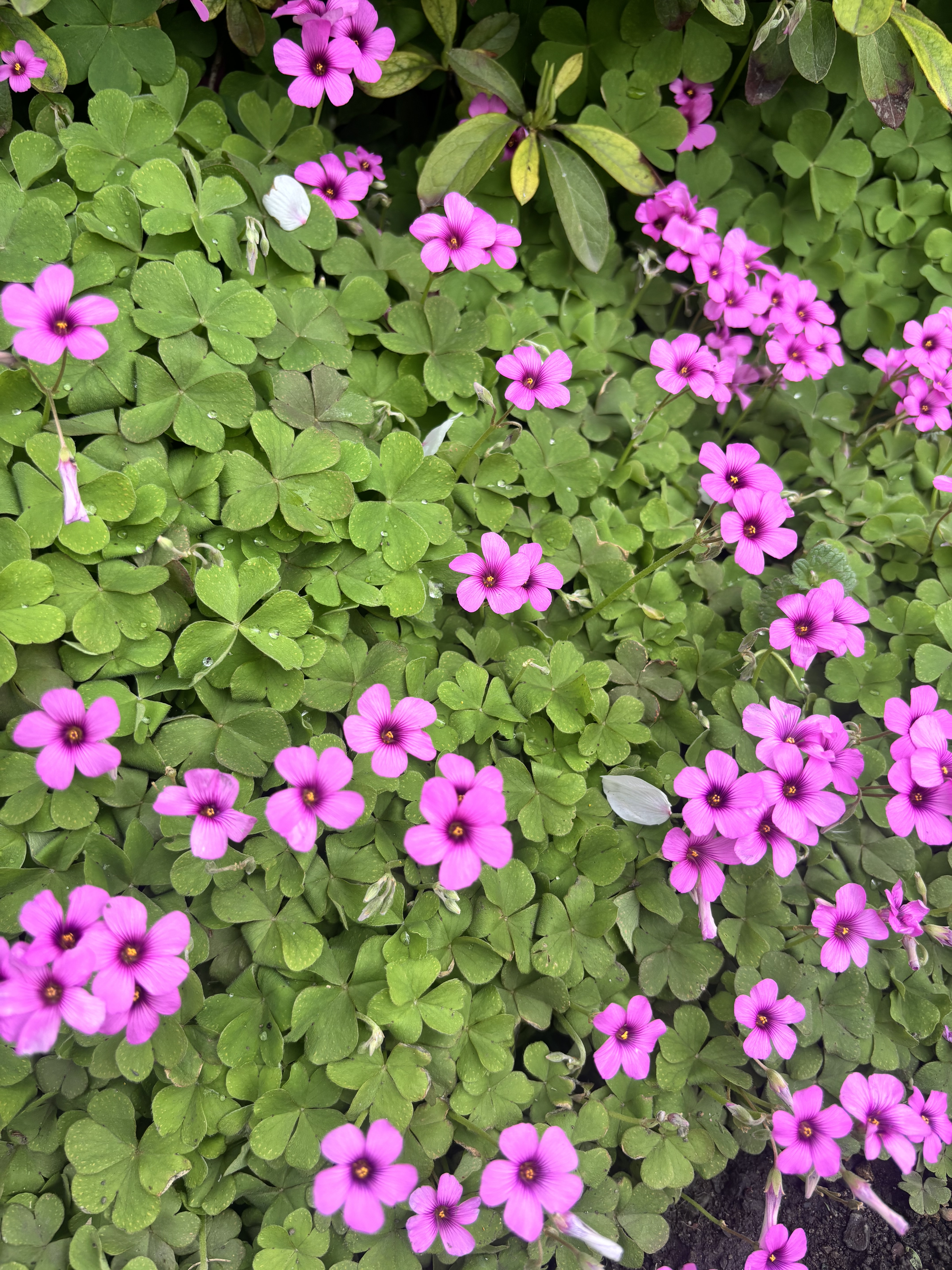 北海道札幌市西区のお掃除機能付きエアコンの作業後1