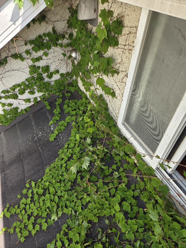 大阪府箕面市桜ヶ丘の外壁高圧洗浄の作業前1