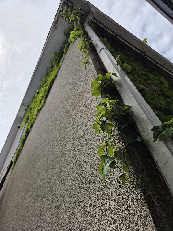 大阪府箕面市桜ヶ丘の外壁高圧洗浄の作業前2