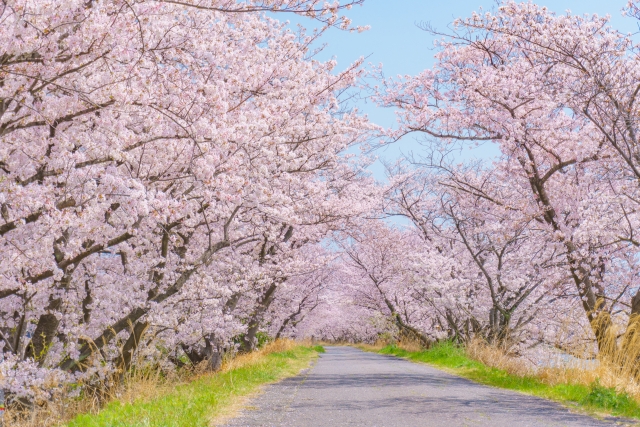 春 桜