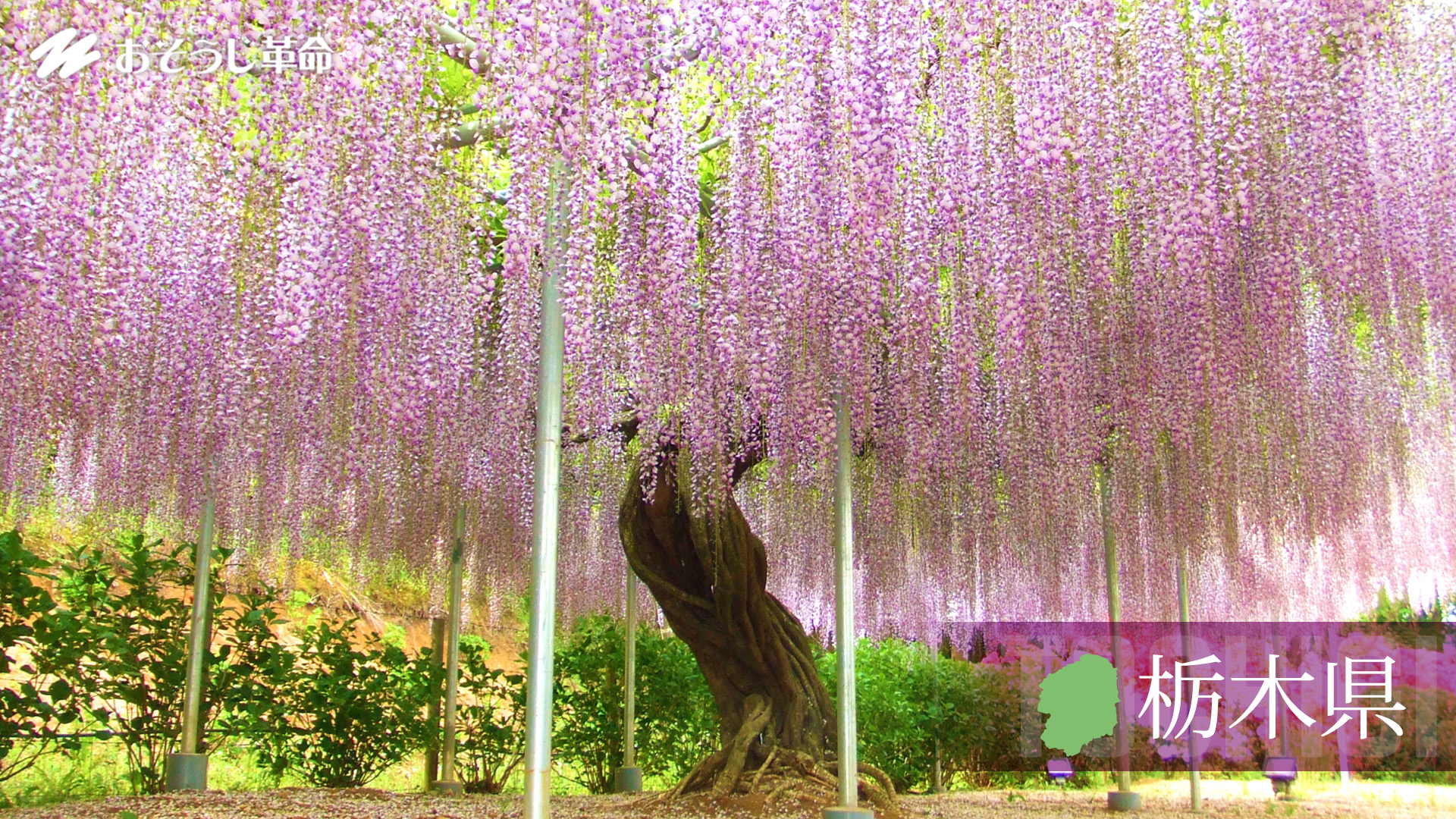 栃木県